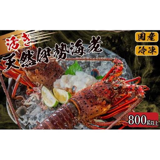 [ イセエビ ] イセエビ800g以上