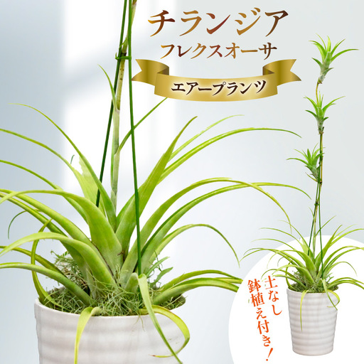 AI176 鉢植えで飾る チランジア フレクスオーサ