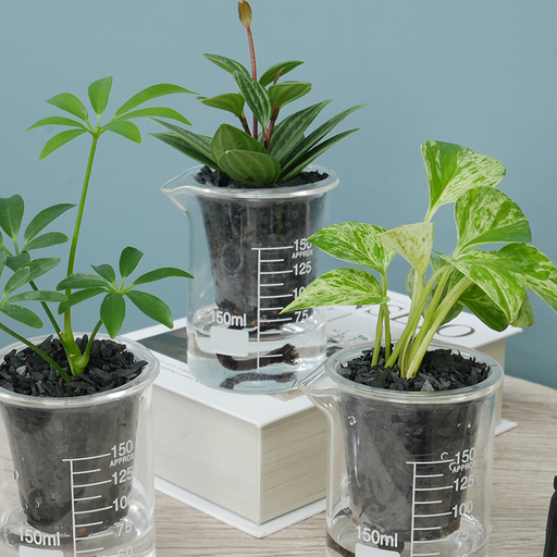 観葉植物 ウォータリウム ビーカーM 炭植え 3個 セット 〜オススメの観葉植物をお届け〜