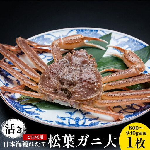 【活き】 訳あり  ご自宅用 日本海 獲れたて 松葉ガニ 大 800～940g前後 1枚 ※2026年11月上旬～2027年3月上旬頃に順次発送予定 松葉ガニ