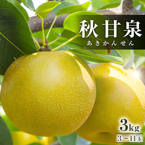 [先行予約]秋甘泉 3kg前後(3〜11玉前後) ※2026年9月中旬〜9月下旬頃に順次発送予定 梨