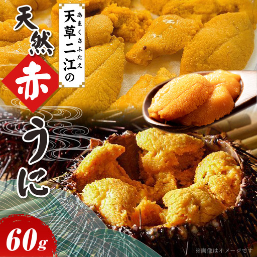S157-004_天草二江の天然赤うに 60g 天草二江 天然 赤うに 美食家 北大路魯山人 認めた 幻 ウニ 殻 朱色 濃厚 甘み 特徴 九州外 滅多出回らない 食べる ウニの概念 変わる 大粒 きれい 旨味 ご褒美 贈答用 お取り寄せ お取り寄せグルメ 熊本県 天草市 送料無料