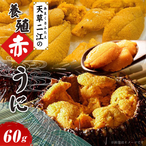 S157-007_天草二江の養殖赤うに 60g 天草 二江 養殖 赤うに 有明海 宝の海 魯山人 認めた 幻 ウニ 殻 朱色 濃厚 甘み 特徴 希少 ウニの概念 変わる 大粒 きれい 海産物 ご褒美 贈答品 贈答用 冷蔵 お取り寄せ お取り寄せグルメ 熊本県 天草市 送料無料