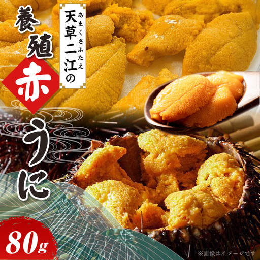 S157-008_天草二江の養殖赤うに 80g 天草 二江 養殖 赤うに 有明海 宝の海 魯山人 認めた 幻 ウニ 殻 朱色 濃厚 甘み 特徴 希少 ウニ概念 変わる 大粒 きれい 海産物 ご褒美 贈答品 贈答用 冷蔵 お取り寄せ お取り寄せグルメ 熊本県 天草市 送料無料