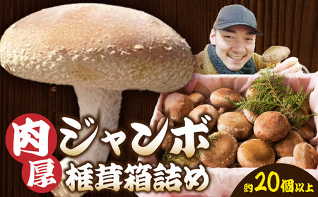 肉厚ジャンボ椎茸箱詰め２０個以上|しいたけ 椎茸 ジャンボ 肉厚 シイタケ 20個 プリプリ 食感 箱詰め 香川県 三木町|_mk111-001