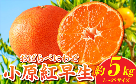【先行受付】小原紅早生みかん約5.0kg【香川県共通返礼品】 | 小原紅早生 甘い みかん ミカン 柑橘 柑橘系 果物 フルーツ 青果 デザート グルメ おすすめ 贈答 贈り物 贈答用 ギフト プレゼント 特産品 特産 取り寄せ 香川県 三木町 |_mk006-025