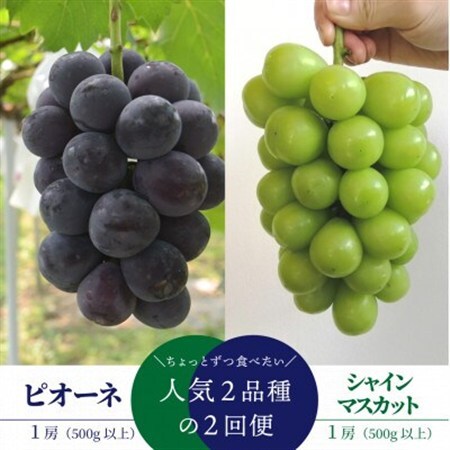 【発送月固定定期便】ピオーネとシャインマスカットの2回便! 1房ずつのお試し便!(岡山県産)全2回【配送不可地域：離島】【4065360】