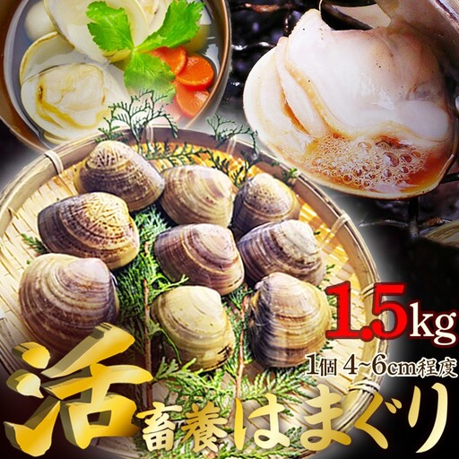 【はまぐり】畜養活蛤 1.5kg ハマグリ