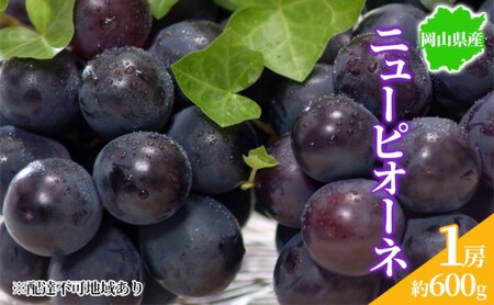 ぶどう 2026年先行予約 ニューピオーネ 1房 約600g  岡山県産 ピオーネ