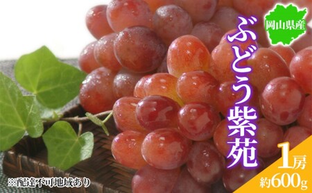 ぶどう 2026年先行予約 紫苑 1房 約600g 岡山県産 お届け 11月上旬～11月下旬