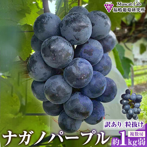 累計注文数1000件突破![先行予約]2026 ナガノパープル [訳あり粒抜け等] 房複数 約1kg弱 長野県産 [10月初旬頃〜順次発送予定]国際特許有機肥料栽培 ぶどう
