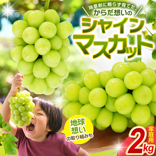 シャインマスカット 家庭用 約2kg 安心して食べれるシャインマスカット [hana061-02]