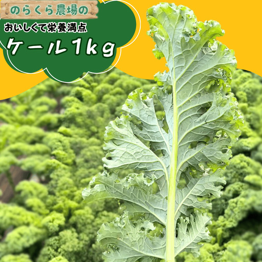 のらくら農場　ケール1kg [NK-121]