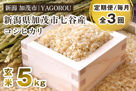 [令和8年産新米先行予約][定期便3ヶ月毎月お届け]七谷産コシヒカリ 玄米5kg [10月上旬〜順次出荷]