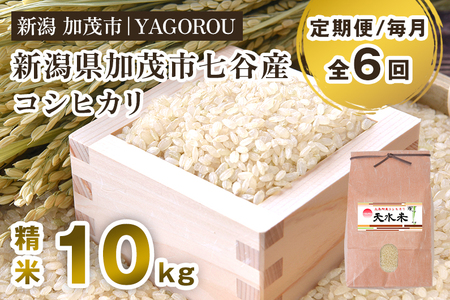 【令和8年産新米先行予約】【定期便6ヶ月毎月お届け】七谷産コシヒカリ 精米10kg 《10月上旬～順次出荷》