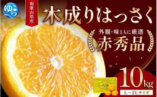 八朔 赤秀 木成りはっさく10kg / 秀品 高級 八朔 ハッサク フルーツ 晩柑 ビタミン サイズ色々 由良 柑橘 期間限定 和歌山 みかん ※2027年3月上旬頃〜3月中旬頃に順次発送予定[jahd022-r-10]