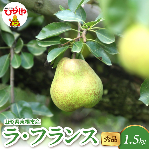 【2026年産】 ラ・フランス 1.5kg（4-7玉）秀品 洋なし