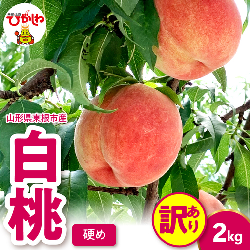 2026年産 [訳あり]白桃 (硬め) 2kg 桃 白桃 もも 訳あり
