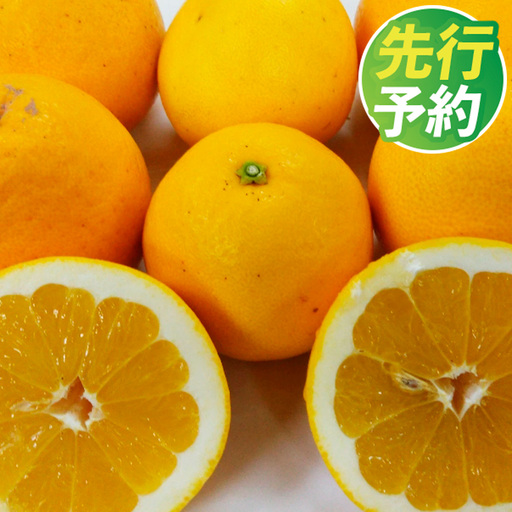 [ R8年熊本地震復興支援 ] 河内晩柑[手選別まごころ選果]約10kg サイズ不選別 晩柑 ばんかん 柑橘 くだもの 果物 フルーツ [2027年3月上旬〜6月下旬発送予定]