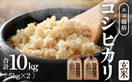 【令和6年産】エコ栽培 コシヒカリ 玄米10kg（5kg×2） ／ 米 鮮度抜群 福井県産 こしひかり ご飯 新鮮 玄米 [aw063-b005]