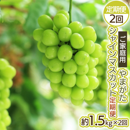 【定期便2回】ご家庭用 やまがた シャインマスカット 優品 約1.5kg×2回 【令和8年産先行予約】FS25-699 くだもの 果物 フルーツ 山形 山形県 山形市 2026年産