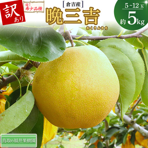 【訳あり】【期間限定】令和8年産 希少梨 晩三吉 5kg（5～12玉） 倉吉産 福井果樹園 梨 ブランド梨 冬梨 希少品種 果物 フルーツ 和梨 数量限定