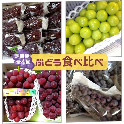【定期便：全４回】ぶどう食べ比べコース（デラウェア、サニールージュ、シャインマスカット、スチューベン）　0142-2618