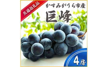 巨峰 4房 ＜2026年7月より順次発送予定＞ (県内共通返礼品:かすみがうら市産)  フルーツ 果物 くだもの ぶどう ブドウ 葡萄 新鮮 季節限定 旬 旬の果物 季節の果物 茨城
 (BR056)