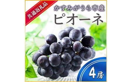 ピオーネ 4房 ＜2026年7月より順次発送予定＞ (県内共通返礼品:かすみがうら市産)  フルーツ 果物 くだもの ぶどう ブドウ 葡萄 甘い 新鮮 季節限定 秋 期間限定 旬 旬の果物 季節の果物 茨城 (BR059)