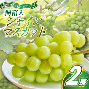 シャインマスカット 桐箱入り 2房 ＜2026年7月より順次発送＞ (県内共通返礼品:かすみがうら市産)  ギフト 贈答 ぶどう ブドウ 葡萄 フルーツ 茨城 新鮮 (BR089)