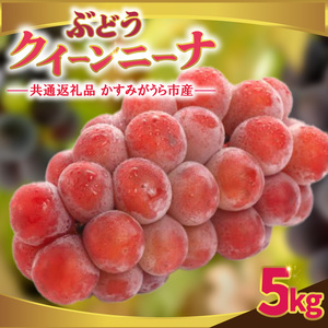 クインニーナ 約5kg [2026年9月より順次発送] (県内共通返礼品:かすみがうら市産) 先行予約 ぶどう ブドウ 葡萄 フルーツ 茨城 新鮮