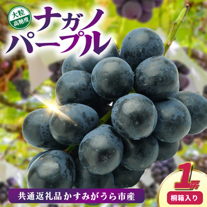 ナガノパープル桐箱入り1房 県内共通返礼品:かすみがうら市産