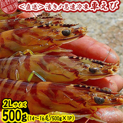 車海老 活き〆急速冷凍車海老 2Lサイズ 約500g