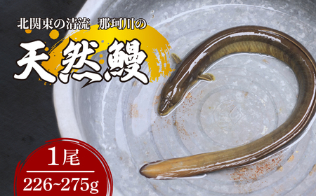 うなぎ 天然鰻 北関東の清流「那珂川産」 1尾 226〜275g 真空冷凍 | うなぎ うなぎ うなぎ うなぎ うなぎ