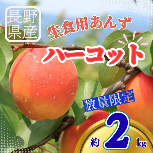 【2027年先行予約】生食用あんずハーコット バラ詰め約2kg| あんず