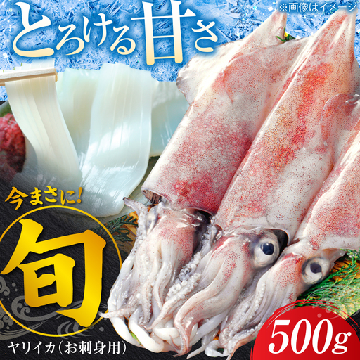 ヤリイカ お刺身用 500g  小分け 刺身 いか イカ ヤリイカ[WAD053]