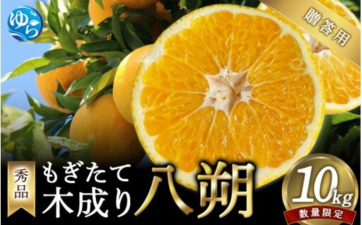 もぎたて木成り 八朔 秀品 和歌山 由良産 10kg　贈答用 /  果物 はっさく 柑橘 甘い ※2027年2月下旬頃～3月下旬頃に順次発送予定【ksmt022-ki-10】