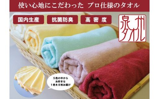泉州タオル 無蛍光 抗菌 カラータオル 選べる1色 8枚入り 240匁 ( オフホワイト )