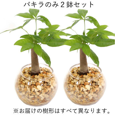 [観葉植物]土を使わないで清潔なミニ観葉植物 ゼオライト植え・ガラス鉢 丸形 2鉢セット(パキラ)[観葉植物 インテリア 部屋 おしゃれ 福岡県 筑前町 送料無料 AG048VC01]