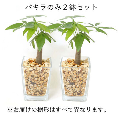 [観葉植物]土を使わないで清潔なミニ観葉植物 ゼオライト植え・ガラス鉢 スクエア形 2鉢セット(パキラ)[観葉植物 インテリア 部屋 おしゃれ 福岡県 筑前町 送料無料 AG049VC01]