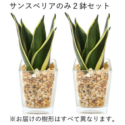 [観葉植物]土を使わないで清潔なミニ観葉植物 ゼオライト植え・ガラス鉢 スクエア形 2鉢セット(サンスベリア)[観葉植物 インテリア 部屋 おしゃれ 福岡県 筑前町 送料無料 AG049VC02]