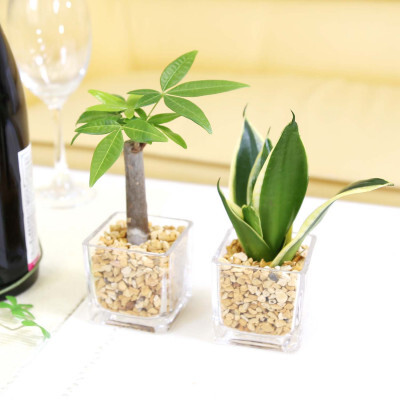 [観葉植物]土を使わないで清潔なミニ観葉植物 ゼオライト植え・ガラス鉢 キューブ形 2鉢セット(パキラとサンスベリア)[観葉植物 インテリア 部屋 おしゃれ 福岡県 筑前町 送料無料 AG050VC01]