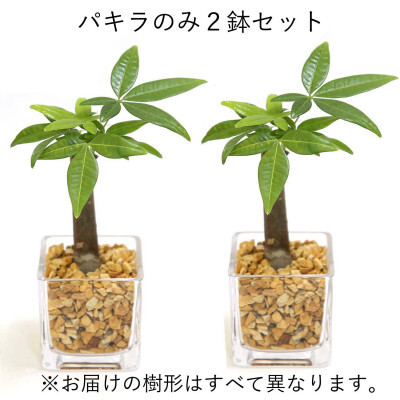 [観葉植物]土を使わないで清潔なミニ観葉植物 ゼオライト植え・ガラス鉢 キューブ形 2鉢セット(パキラ)[観葉植物 インテリア 部屋 おしゃれ 福岡県 筑前町 送料無料 AG050VC02]