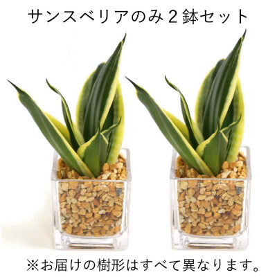 [観葉植物]土を使わないで清潔なミニ観葉植物 ゼオライト植え・ガラス鉢 キューブ形 2鉢セット(サンスベリア)[観葉植物 インテリア 部屋 おしゃれ 福岡県 筑前町 送料無料 AG050VC03]