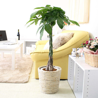 [観葉植物]パキラ 7号 ホワイトバスケット鉢カバー 高さ:約80cm〜1m内外(鉢底より)[観葉植物 インテリア 部屋 おしゃれ 福岡県 筑前町 送料無料 AG051]