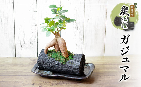 観葉植物 ガジュマル 観葉植物