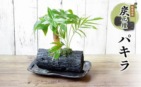 観葉植物 パキラ インテリア 観葉植物