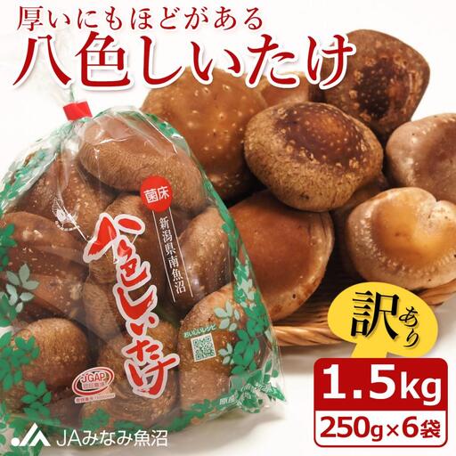 【家庭用】厚いにもほどがある「八色しいたけ」1.5kg（250g×6袋） ｜しいたけ
