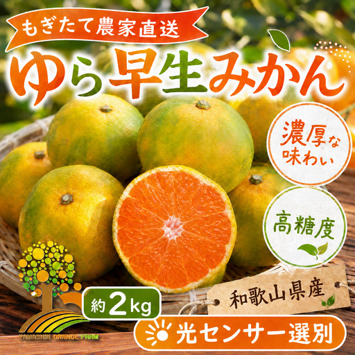 【先行予約】ゆら早生 みかん 濃厚な味わい 約2kg 希少品種《有機質肥料100％》極早生 ｜ 由良 ゆら 早生 わせ 柑橘 果物 くだもの フルーツ 和歌山 有田