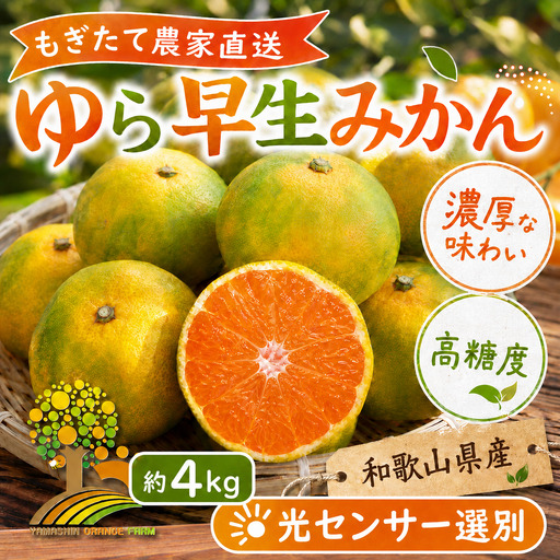 【先行予約】ゆら早生 みかん 濃厚な味わい 約4kg 希少品種《有機質肥料100％》極早生 ｜ 由良 ゆら 早生 わせ 柑橘 果物 くだもの フルーツ 和歌山 有田